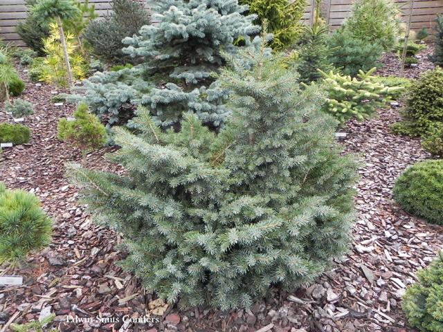 Picea breweriana 'Kohouts Dwarf'